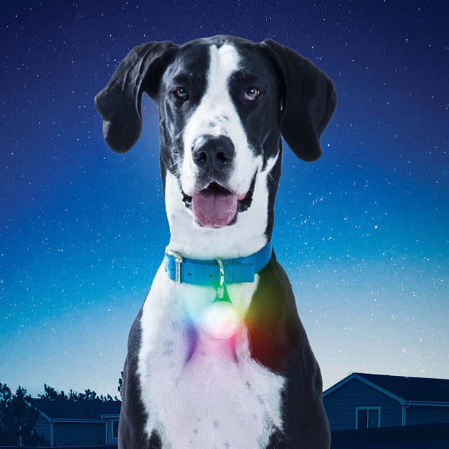 【NITE IZE】ナイトアイズ Spotlit XL Rechargeable Light "Multi Color" ※ネコポス可